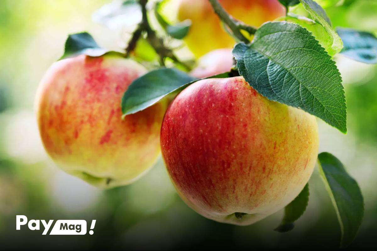 بررسی خواص سیب + چرا هر روز باید سیب بخوریم؟ - تصویر 3