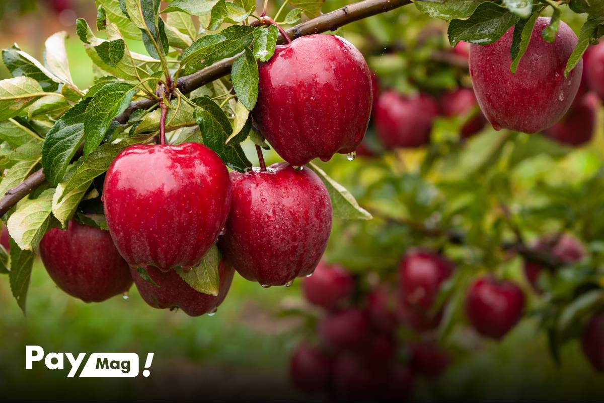 بررسی خواص سیب + چرا هر روز باید سیب بخوریم؟ - تصویر 5