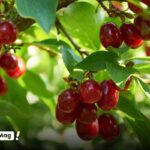 خواص زغال اخته چیست؟ + میوه ترشی که بدن عاشقش میشود! - تصویر 1