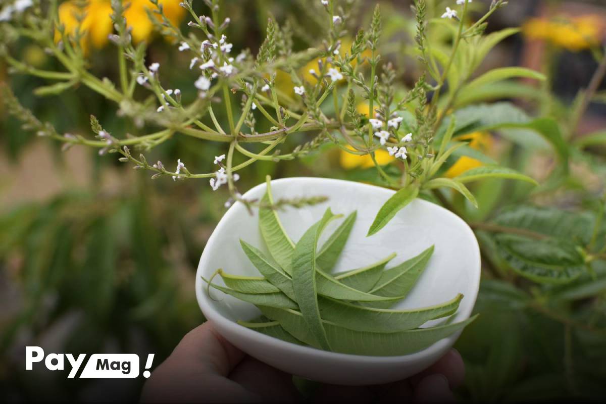 چه کسانی نباید دمنوش به لیمو بخورند