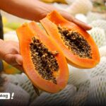 آشنایی با میوه پاپایا