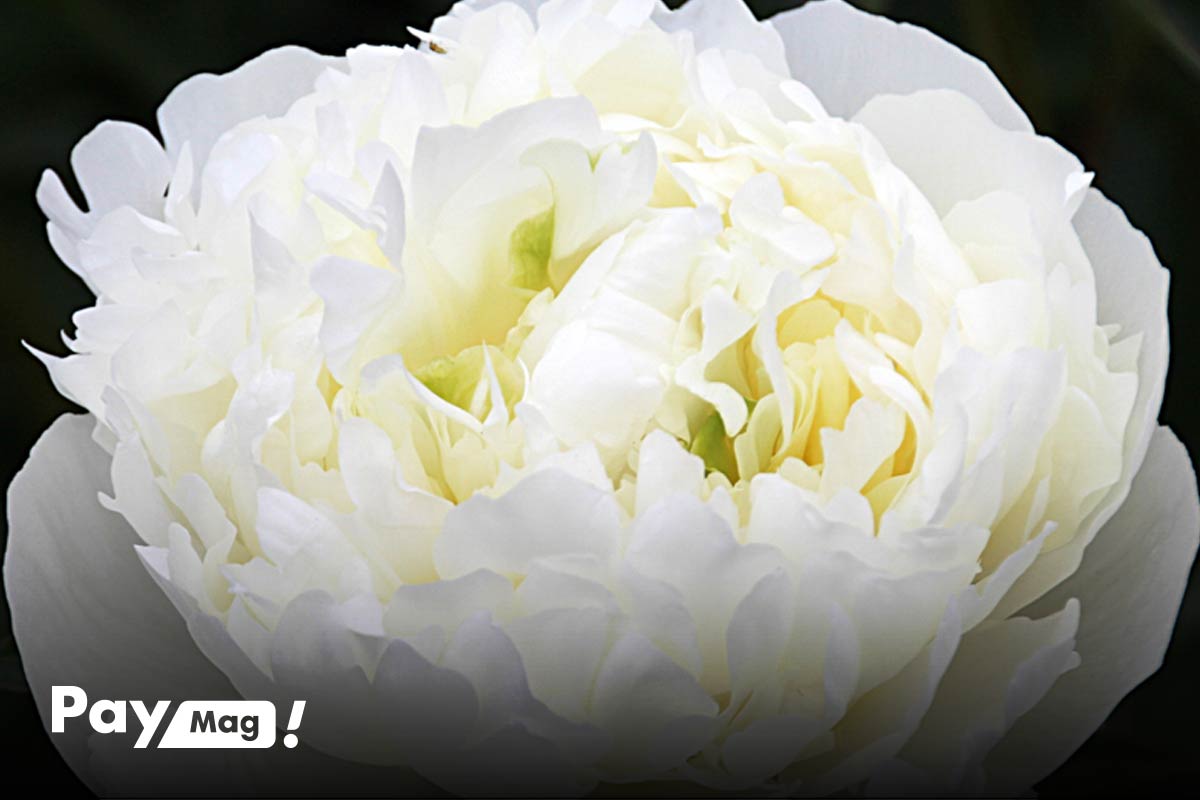 Duchesse de Nemours peonies