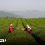 زیباترین جاهای دیدنی لاهیجان