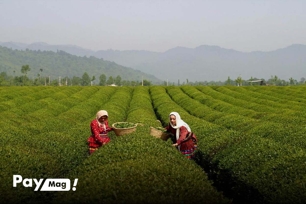 زیباترین جاهای دیدنی لاهیجان