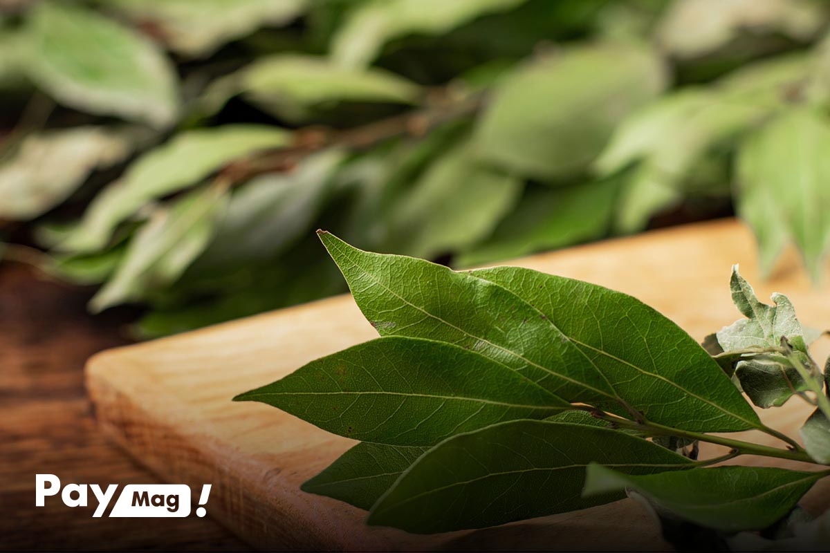 خواص برگ بو برای لاغری