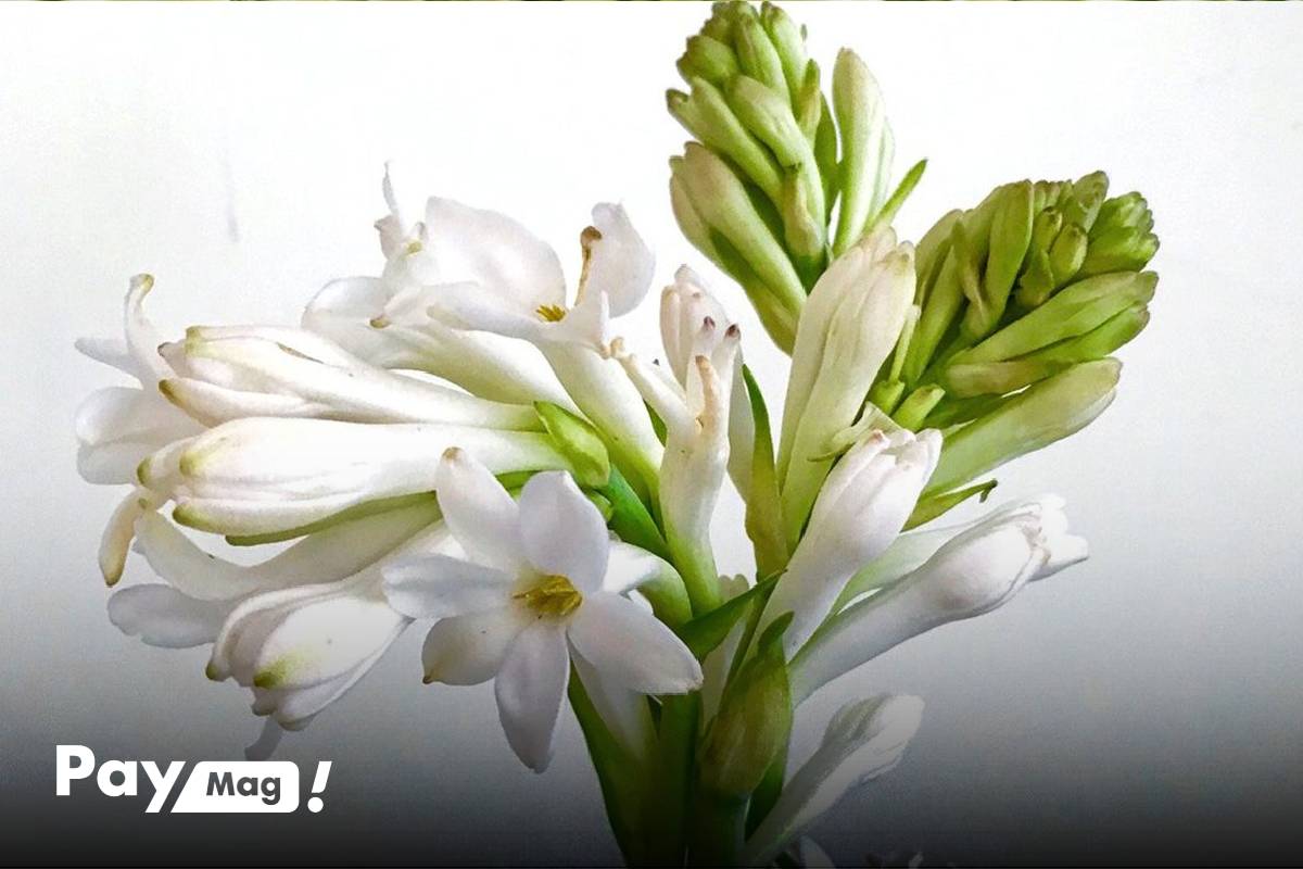 آشنایی با گل مریم، ملکه‌ی بی‌همتای شب - تصویر 2