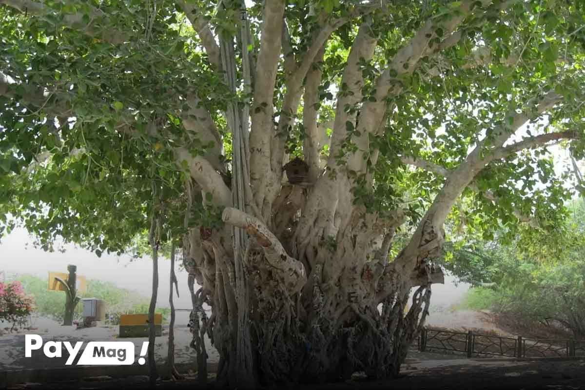 معرفی درخت انجیر معابد و دیگر جاهای دیدنی قشم